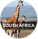 Two giraffes with the words “SOUTH AFRICA”
